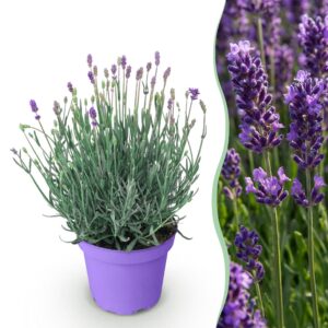 thumbnail_6000-2936.jpg Lavandula angustifolia Munstead - Lavendel - Winterhard - Paars