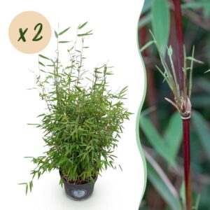 thumbnail_6000-2947.jpg Fargesia nitida Red Dragon - Niet Woekerende Bamboe - Bladhoudend - Groen - 2 Planten