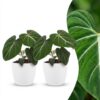 Philodendron Gloriosum - Glorie Philodendron - 2 Planten - met Potter Wit
