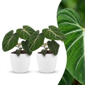 thumbnail_6000-295.jpg Philodendron Gloriosum - Glorie Philodendron - 2 Planten - met Potter Wit