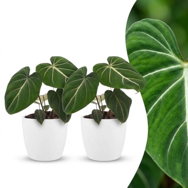 thumbnail_6000-295.jpg Philodendron Gloriosum - Glorie Philodendron - 2 Planten - met Potter Wit