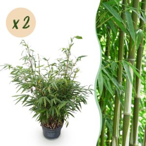 thumbnail_6000-2958.jpg Fargesia robusta Pingwu - Niet Woekerende Bamboe - Bladhoudend - Groen - 2 Planten