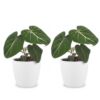 Philodendron Gloriosum - Glorie Philodendron - 2 Planten - met Potter Wit
