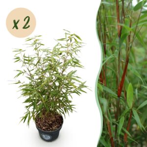 thumbnail_6000-2969.jpg Fargesia scabrida Asian Wonder - Niet Woekerende Bamboe - Bladhoudend - Groen - 2 Planten