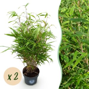 thumbnail_6000-2980.jpg Fargesia Rufa - Niet Woekerende Bamboe - Bladhoudend - Groen - 2 Planten