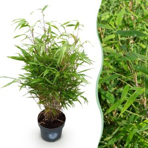 thumbnail_6000-2991.jpg Fargesia Rufa - Niet Woekerende Bamboe - Bladhoudend - Groen