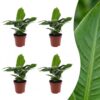 Musa Oriental Dwarf - Dwergbanaan - 4 Planten