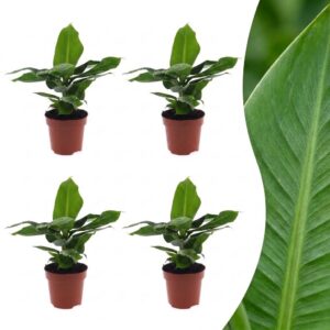thumbnail_6000-30.jpg Musa Oriental Dwarf - Dwergbanaan - 4 Planten
