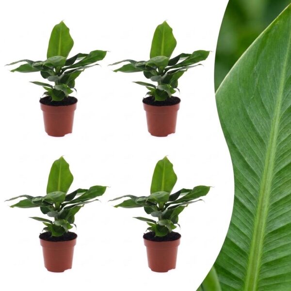 thumbnail_6000-30.jpg Musa Oriental Dwarf - Dwergbanaan - 4 Planten