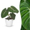 Philodendron Gloriosum - Glorie Philodendron - met Potter Wit