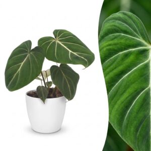 thumbnail_6000-300.jpg Philodendron Gloriosum - Glorie Philodendron - met Potter Wit