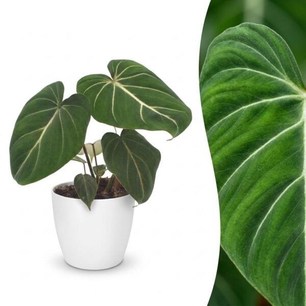 thumbnail_6000-300.jpg Philodendron Gloriosum - Glorie Philodendron - met Potter Wit