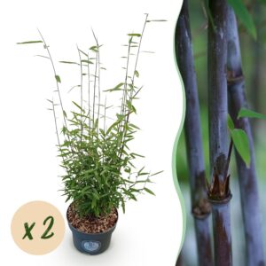 thumbnail_6000-3002.jpg Fargesia nitida Black Dragon - Niet Woekerende Bamboe - Bladhoudend - Groen - 2 Planten