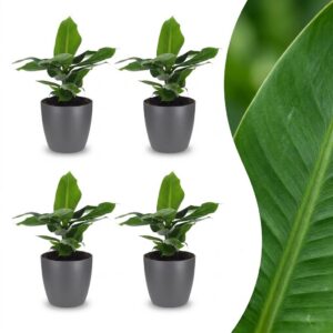 thumbnail_6000.jpg Musa Oriental Dwarf - Dwergbanaan - 4 Planten - met Potter Grijs