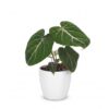 Philodendron Gloriosum - Glorie Philodendron - met Potter Wit