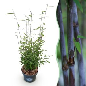 thumbnail_6000-3013.jpg Fargesia nitida Black Dragon - Niet Woekerende Bamboe - Bladhoudend - Groen