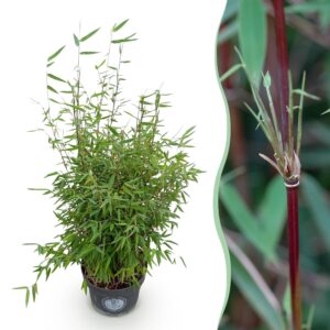 thumbnail_6000-3024.jpg Fargesia nitida Red Dragon - Niet Woekerende Bamboe - Bladhoudend - Groen