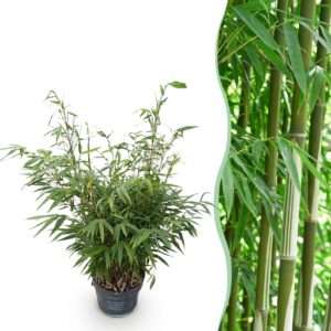 thumbnail_6000-3035.jpg Fargesia robusta Pingwu - Niet Woekerende Bamboe - Bladhoudend - Groen