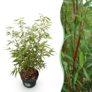 thumbnail_6000-3046.jpg Fargesia scabrida Asian Wonder - Niet Woekerende Bamboe - Bladhoudend - Groen