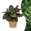Calathea Makoyana - Pauwenplant - met Mand