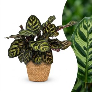 thumbnail_6000-305.jpg Calathea Makoyana - Pauwenplant - met Mand