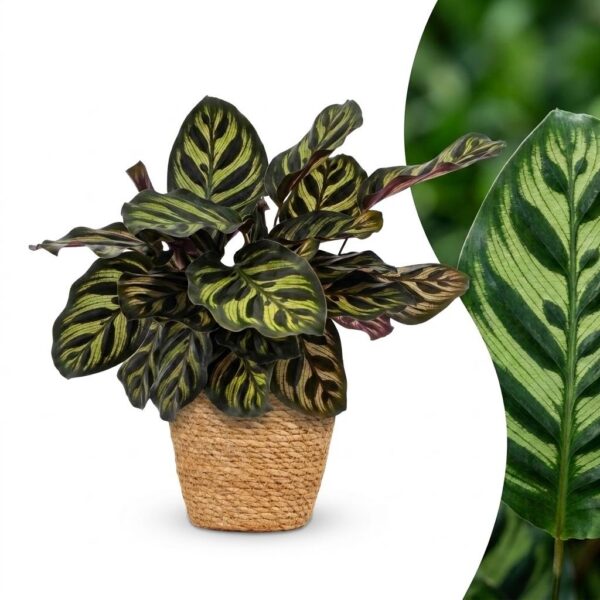 thumbnail_6000-305.jpg Calathea Makoyana - Pauwenplant - met Mand