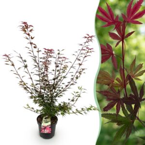 thumbnail_6000-3057.jpg Acer palmatum Shaina - Japanse Esdoorn - Bladverliezend - Rood
