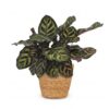 Calathea Makoyana - Pauwenplant - met Mand