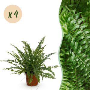 thumbnail_6000-3069.jpg Nephrolepsis exaltata Green Lady - Varen - Huisdiervriendelijk - Groen - 4 Planten