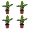 Musa Oriental Dwarf - Dwergbanaan - 4 Planten