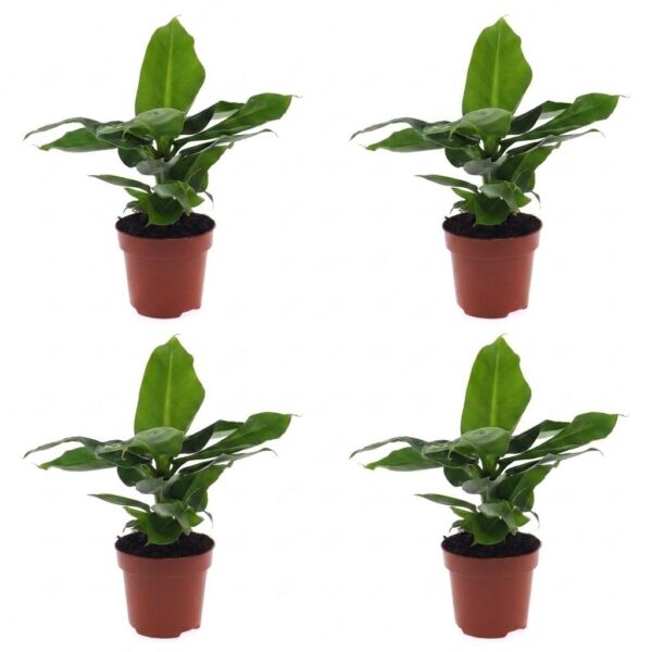 thumbnail_6000-31.jpg Musa Oriental Dwarf - Dwergbanaan - 4 Planten