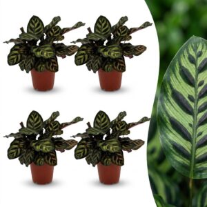 thumbnail_6000-310.jpg Calathea Makoyana - Pauwenplant - 4 Planten