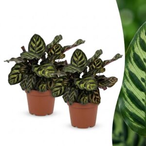 thumbnail_6000-315.jpg Calathea Makoyana - Pauwenplant - 2 Planten