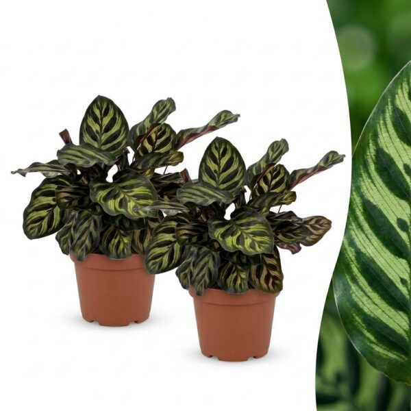 thumbnail_6000-315.jpg Calathea Makoyana - Pauwenplant - 2 Planten
