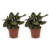 Calathea Makoyana - Pauwenplant - 2 Planten