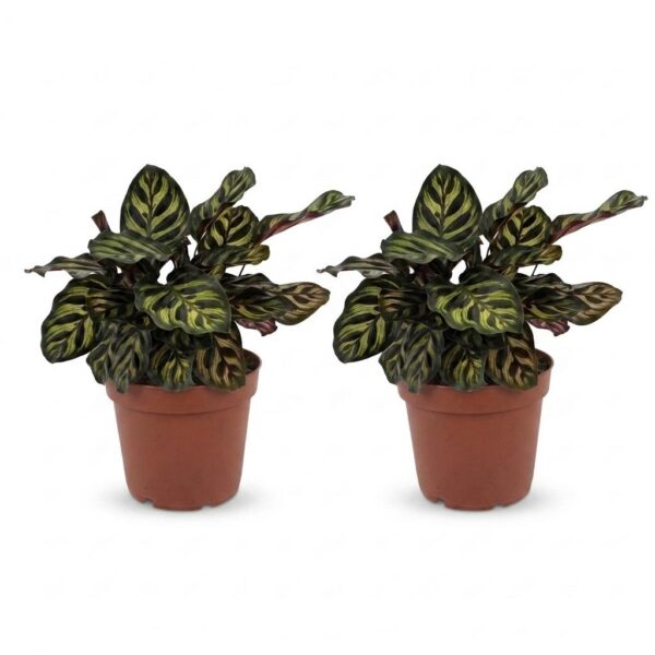thumbnail_6000-316.jpg Calathea Makoyana - Pauwenplant - 2 Planten