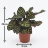 Calathea Makoyana - Pauwenplant - 2 Planten