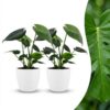 Monstera Deliciosa - Gatenplant - 2 Planten - met Potter Wit