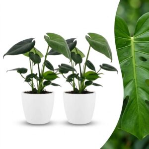 thumbnail_6000-320.jpg Monstera Deliciosa - Gatenplant - 2 Planten - met Potter Wit