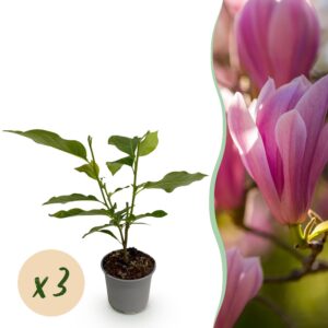 thumbnail_6000-3201.jpg Magnolia Heaven Scent - Bloem Roze - 3 Planten - Bladverliezend - Weinig Onderhoud