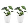 Monstera Deliciosa - Gatenplant - 2 Planten - met Potter Wit