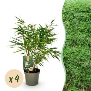 thumbnail_6000-3211.jpg Bamboe - Fargesia rufa - Groen - 4 Planten - Bladhoudend - Niet Woekerend- Pot 17cm Hoogte 60cm
