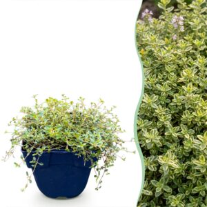 thumbnail_6000-3222.jpg Thymus citr. Sambesi - Citroentijm - Geurend - Geel - 24 Planten