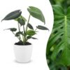 Monstera Deliciosa - Gatenplant - met Potter Wit