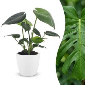 thumbnail_6000-325.jpg Monstera Deliciosa - Gatenplant - met Potter Wit