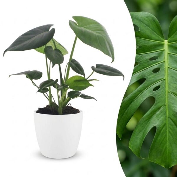 thumbnail_6000-325.jpg Monstera Deliciosa - Gatenplant - met Potter Wit