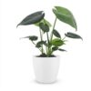 Monstera Deliciosa - Gatenplant - met Potter Wit