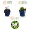 Geranium macr. Spessart - Ooievaarsbek - Bodembedekkend - Wit-Roze - 24 Planten