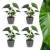 Monstera Deliciosa - Gatenplant - 4 Planten - met Potter Grijs