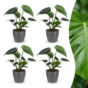 thumbnail_6000-330.jpg Monstera Deliciosa - Gatenplant - 4 Planten - met Potter Grijs